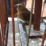 PMDF apreende mais de 40 pássaros silvestres em chácara após denúncia