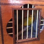 PMDF apreende mais de 40 pássaros silvestres em chácara após denúncia