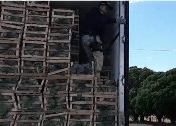 Polícia encontra cigarros contrabandeados em caixas de repolho, em Uruaçu
