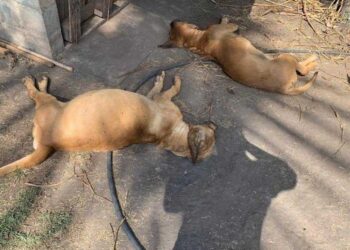 Polícia investiga possível envenenamento de cães em canil de Aparecida de Goiânia
