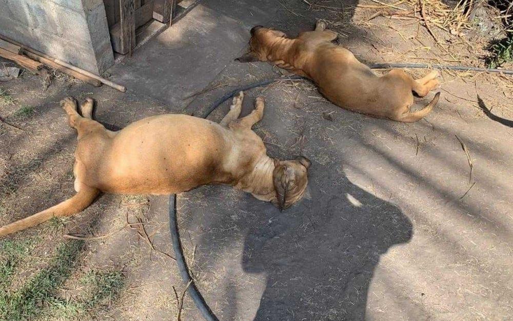 Polícia investiga possível envenenamento de cães em canil de Aparecida de Goiânia