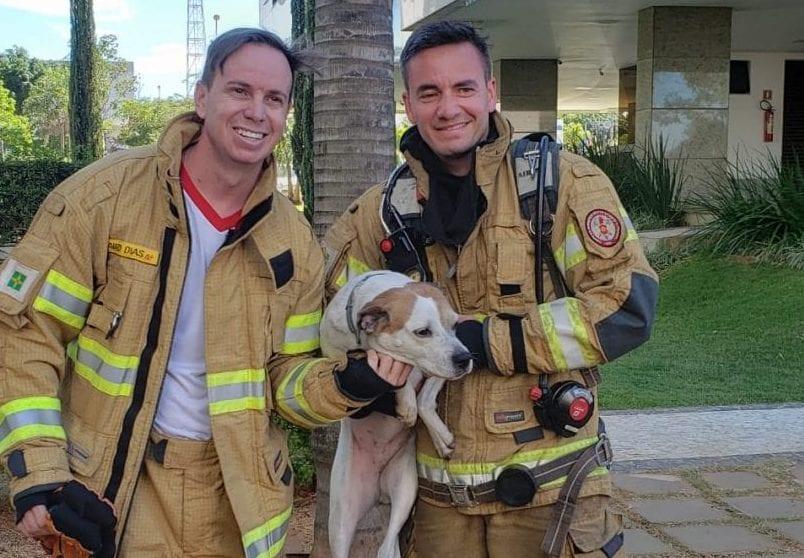 Bombeiros salvam cachorra de incêndio em apartamento