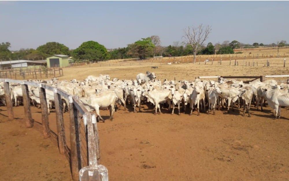 Idoso leva golpe de R$ 1,2 milhão em venda de gado em São Miguel do Araguaia