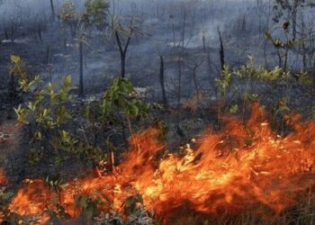 Incêndios florestais em Goiás têm aumento de quase mil casos em relação a 2018