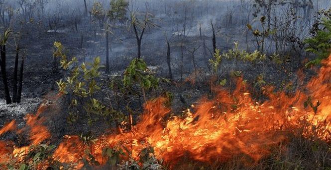Incêndios florestais em Goiás têm aumento de quase mil casos em relação a 2018