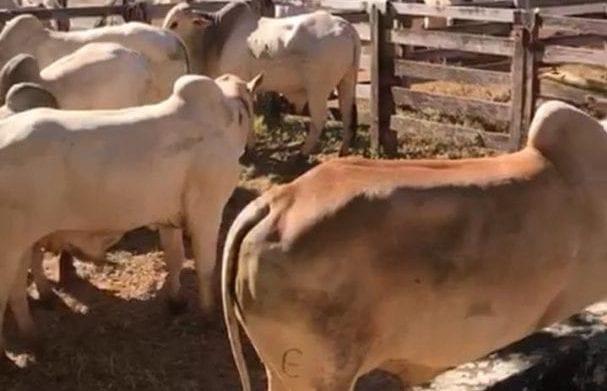 Operação recupera gado roubado, em Cocalzinho