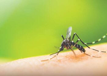 Casos de dengue no País aumentam seis vezes, com 591 mortes
