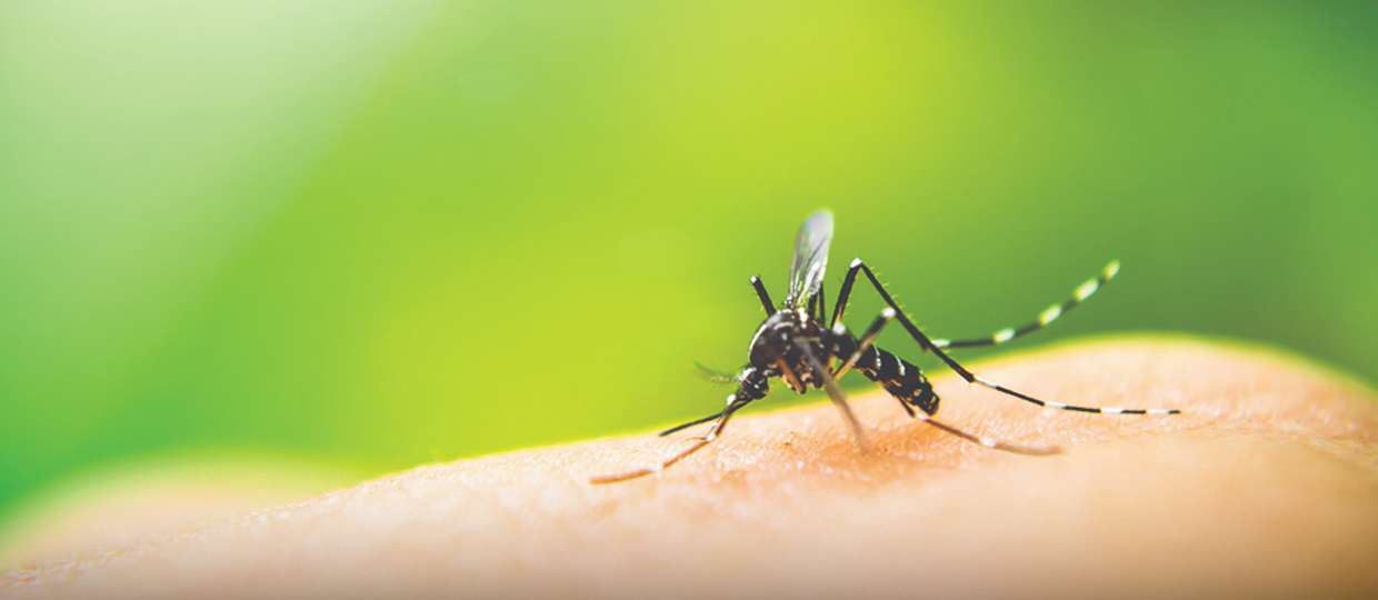 Casos de dengue no País aumentam seis vezes, com 591 mortes