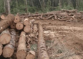 Encerrada hoje (20), operação do MP em Goiás contra desmatamento aplica R$ 928 mil em multas