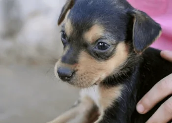 Hospital público veterinário de Goiânia poderá levar nome da mãe de Iris Rezende