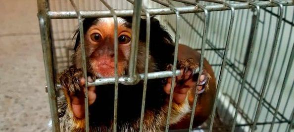 Polícia recupera mico-estrela mantido em cativeiro, em Ceilândia