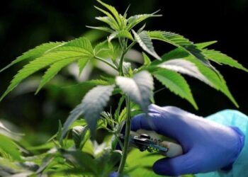 Senado acata sugestão popular que libera uso medicinal da cannabis