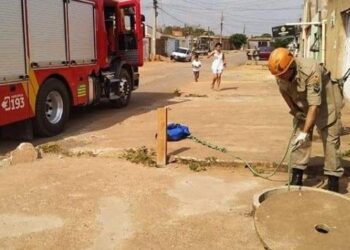 Três animais são resgatados por bombeiros, dois deles dentro de fossa, em Goiás