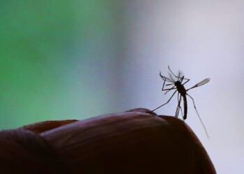 Vírus da zika pode infectar cérebros adultos, conclui UFRJ em pesquisa ameaçada