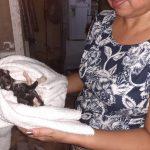 Gatinho é resgatado em tubulação de casa, em Valparaíso de Goiás