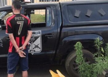 Homem cultivava maconha em apartamento para tráfico, em Luziânia