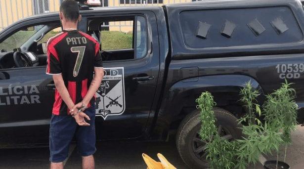 Homem cultivava maconha em apartamento para tráfico, em Luziânia