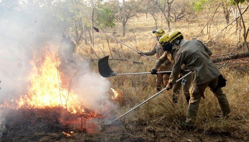 Número de incêndios em setembro é 50% maior que no mesmo período de 2018, em Goiás
