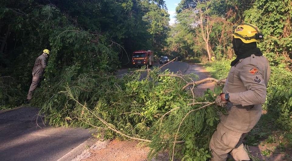 Após forte chuva, árvores caem e bloqueiam GO-060, em Iporá