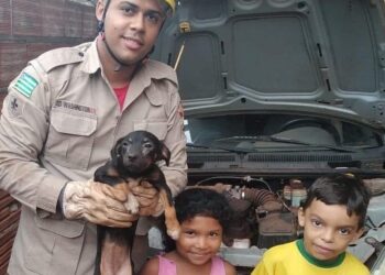 Bombeiros resgatam cachorro preso em motor de carro, em Rio Verde