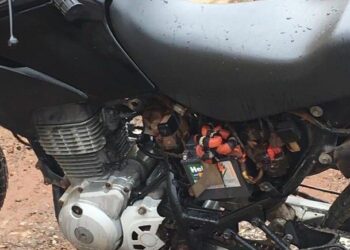 Bombeiros resgatam cobra em carenagem de moto, em Jaraguá