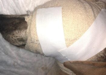 Com sinais de maus tratos e olhos perfurados, cachorra é resgatada em Jataí