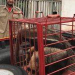 Durante final de semana, cobra, lobo-guará e tamanduá são resgatados, em Goiás