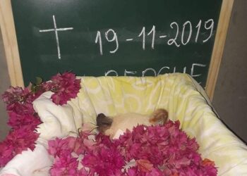 Morre cachorrinha vítima de maus tratos que teve olhos perfurados, em Jataí