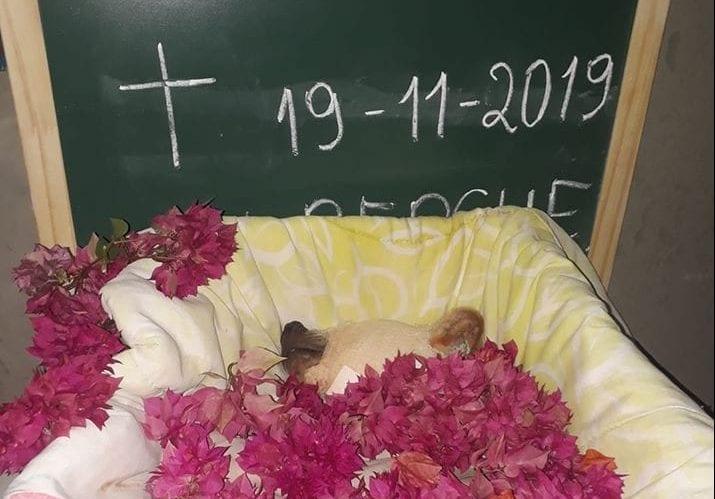 Morre cachorrinha vítima de maus tratos que teve olhos perfurados, em Jataí