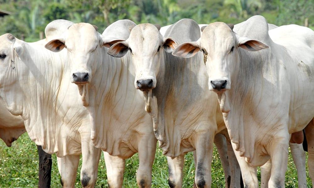 Agricultura: preço da arroba do boi gordo cai 15% em dezembro