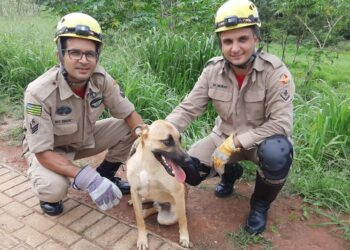 Bombeiros resgatam cachorro que caiu em bueiro de 2 metros, em Goianésia