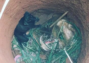 Bombeiros resgatam cachorro que caiu em cisterna com 5 metros, em Luziânia
