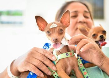 Presente de Natal: paciente recebe visita de cachorrinhos em hospital Goiânia
