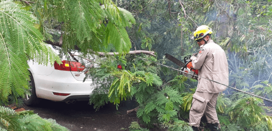 Árvore cai em cima de carro com família dentro no Setor Jaó, em Goiânia
