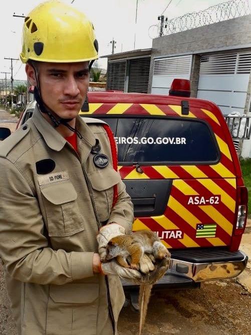 Bombeiros capturam cuíca-lanosa em calçada de casa, em Valparaíso de Goiás