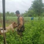 Bombeiros resgatam bovino que caiu em cisterna, em São Miguel