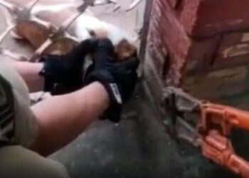 Bombeiros resgatam cachorro que ficou preso em portão, em Aruanã