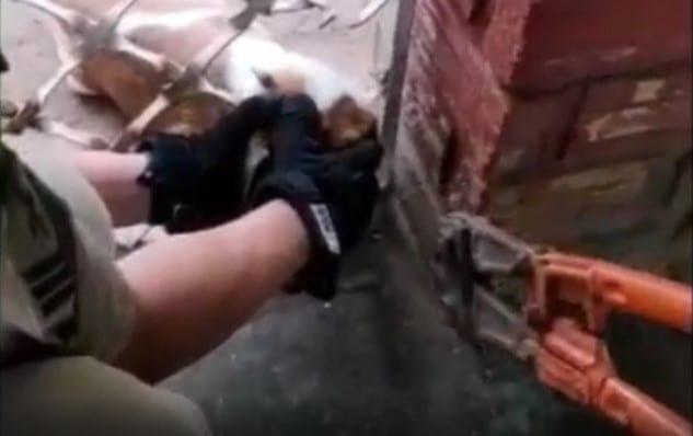 Bombeiros resgatam cachorro que ficou preso em portão, em Aruanã