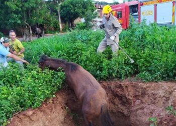 Bombeiros resgatam cavalo que caiu em buraco de 4 metros, em Ceres