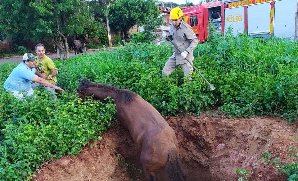 Bombeiros resgatam cavalo que caiu em buraco de 4 metros, em Ceres