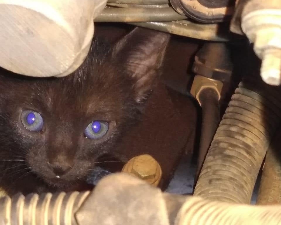 Bombeiros resgatam gato preso em motor de carro, em Ceres