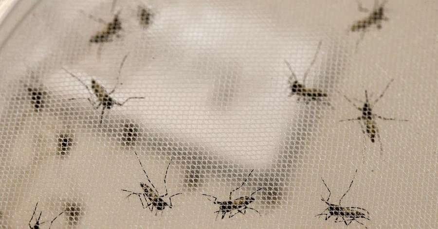 Brasil registra segundo ano com maior número de casos de dengue da história