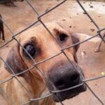 Caiado promete punição para autores de maus-tratos em abrigo de animais em Abadiânia
