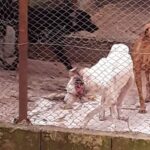 Caiado promete punição para autores de maus-tratos em abrigo de animais em Abadiânia