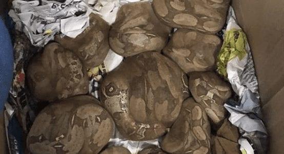 Caixa com 15 cobras e 30 sapos é encontrada na Rodoviária de Goiânia