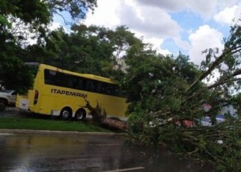 Forte chuva derruba árvores em 5 bairros de Goiânia; Defesa Civil monitora