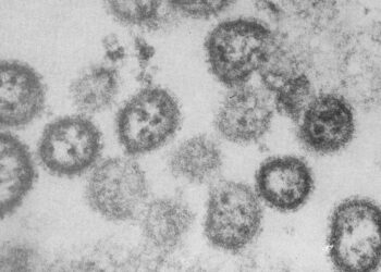 Novo vírus provoca primeiro caso de febre hemorrágica brasileira em 20 anos