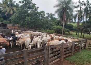 PC prende seis e recupera 46 cabeças de gado avaliadas em mais de R$ 100 mil, em Goiás