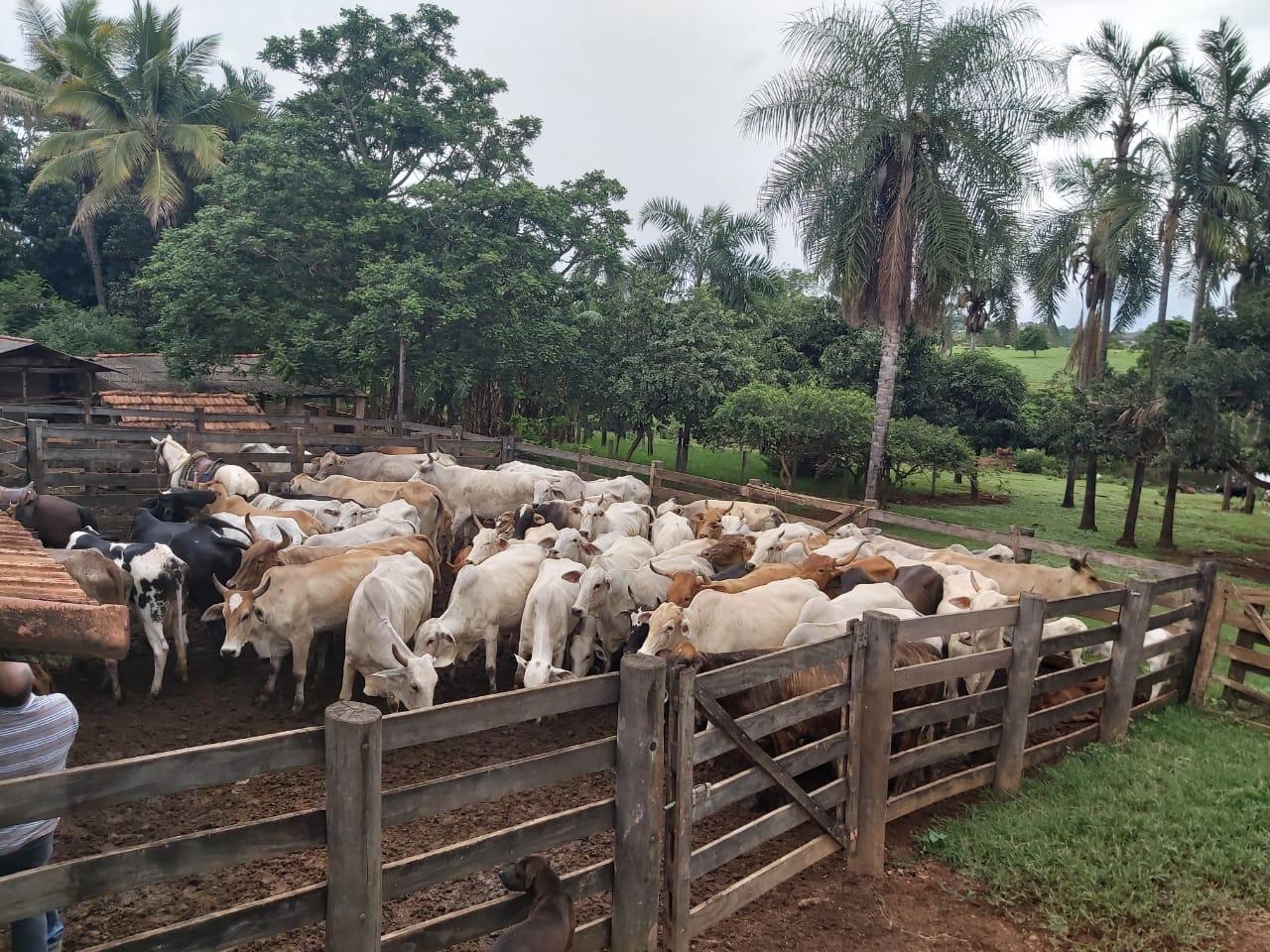 PC prende seis e recupera 46 cabeças de gado avaliadas em mais de R$ 100 mil, em Goiás