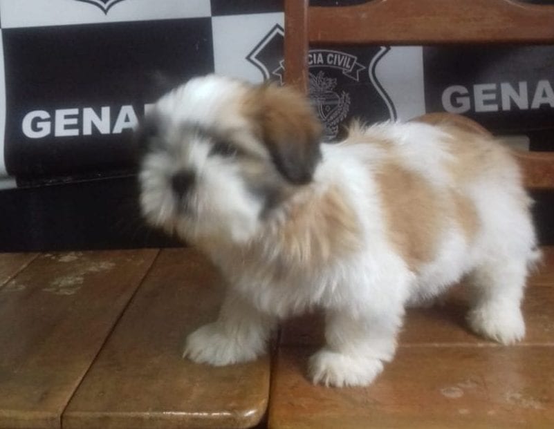 PC recupera cachorro furtado de criança com necessidades especiais, em Ceres